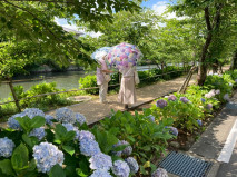 【国際観光学科】長崎の紫陽花の名所を全国に紹介しました