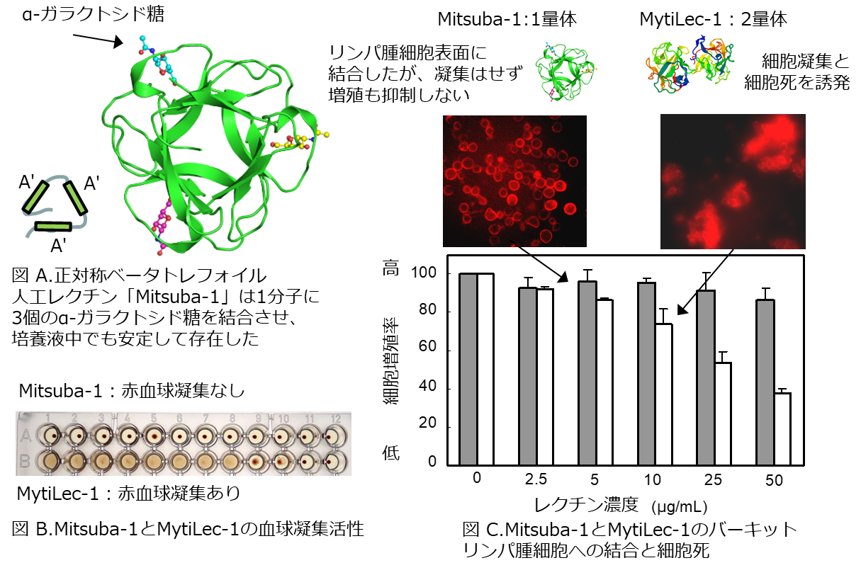 Mitsuba-1の立体構造(A)、赤血球凝集活性(B)と、腫瘍細胞への結合(C)