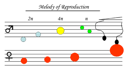 Melody of Reproduction
