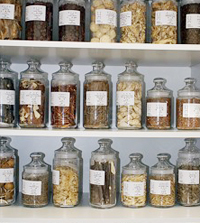 保管庫内の各種生薬標本