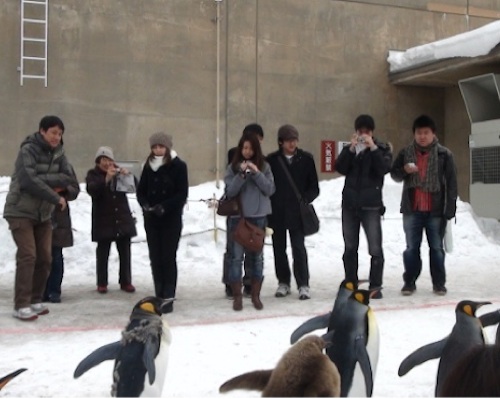 旭山動物園：ペンギンのお散歩の撮影に懸命です。