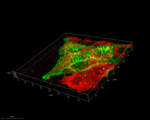 細胞膜に局在するタンパク質の３次元蛍光イメージ（緑色）-撮影：藤田