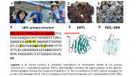 NIU-uniTS-YCU team discovered unconventional structure of galectins with signal peptide sequences from marine sponges