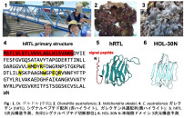 NIU-uniTS-YCU team discovered unconventional structure of galectins with signal peptide sequences from marine sponges