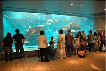 長崎ペンギン水族館　長崎の海水槽