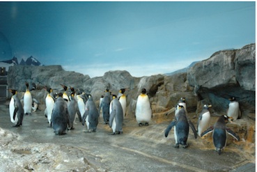 長崎ペンギン水族館　亜南極ペンギン室