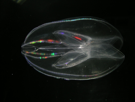 【学術研究】九十九島水族館・トリエステ大学と長崎国際大学「糖鎖・レクチン研究プロジェクト」が、J-GlycoNet海産動物ガレクチンの網羅的研究を始動