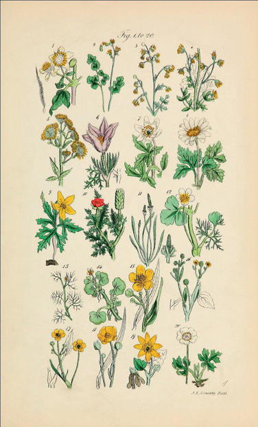 【薬学科】 今月のボタニカルアート（キンポウゲ科植物）を掲載しました
